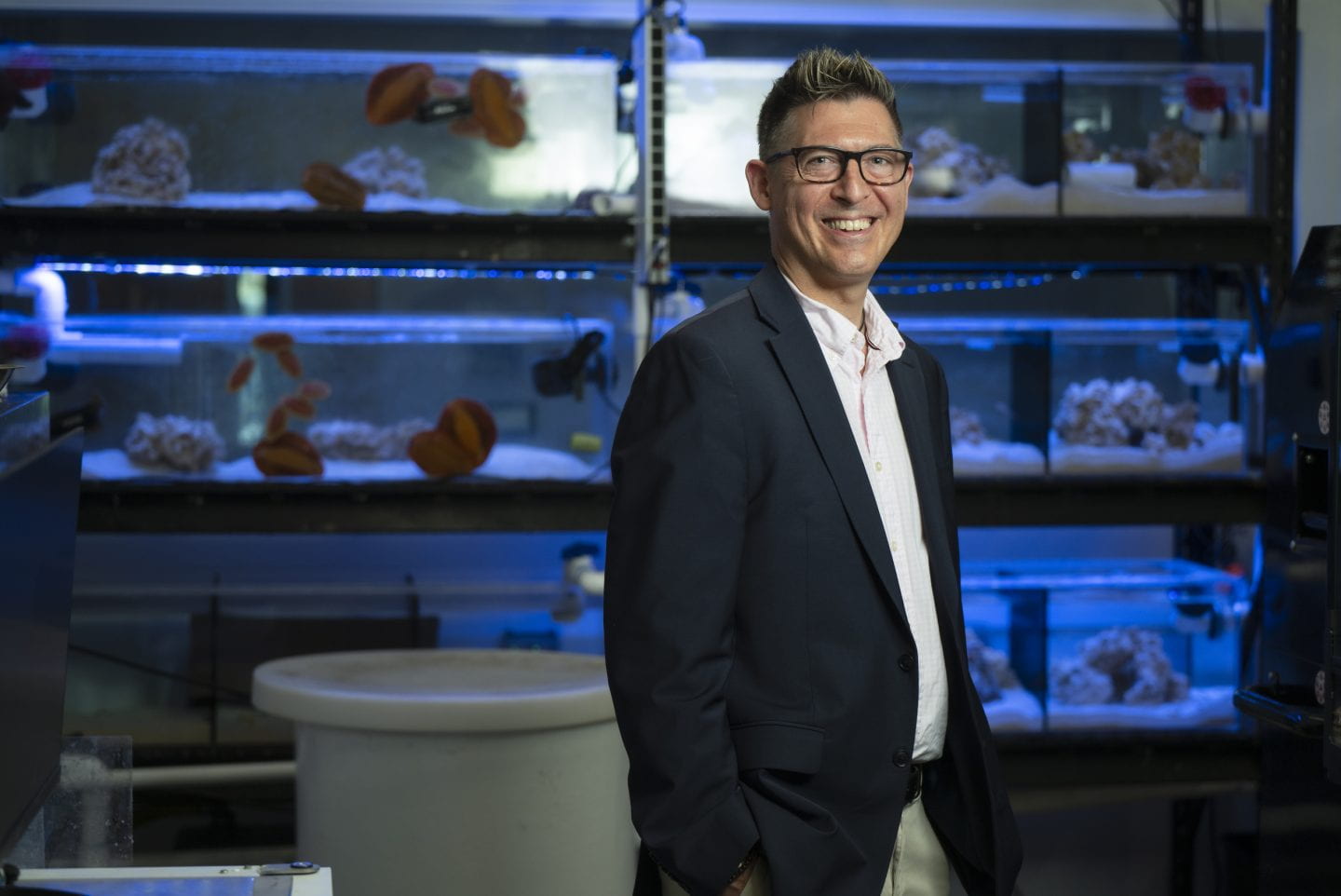 “Chiton teeth … are not only harder and stiffer than human tooth enamel, but also harder than high-carbon steels, stainless steel, and even zirconium oxide and aluminum oxide – advanced engineered ceramics made at high temperatures,” says the study’s co-author, David Kisailus, UC Irvine professor of materials science and engineering, shown here in his laboratory with aquarium tanks inhabited by the marine mollusks. Steve Zylius / UC Irvine “Chiton teeth … are not only harder and stiffer than human tooth enamel, but also harder than high-carbon steels, stainless steel, and even zirconium oxide and aluminum oxide – advanced engineered ceramics made at high temperatures,” says the study’s co-author, David Kisailus, UC Irvine professor of materials science and engineering, shown here in his laboratory with aquarium tanks inhabited by the marine mollusks. Steve Zylius / UC Irvine
