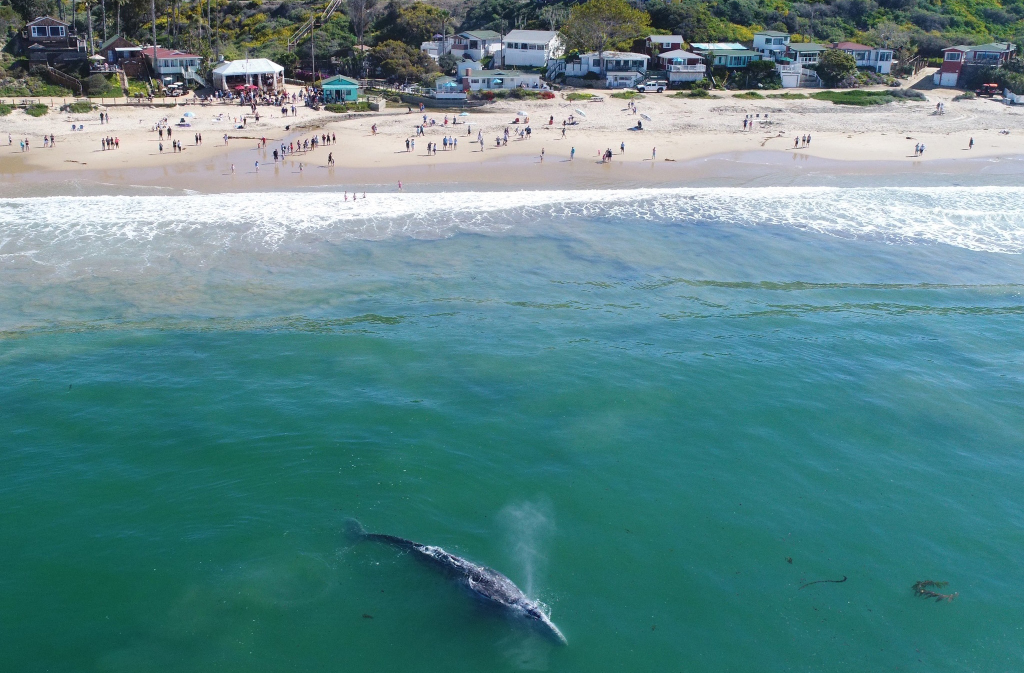 A whale is spotted at Crystal Cove State Park (Photo: Crystal Cove Conservancy) A whale is spotted at Crystal Cove State Park (Photo: Crystal Cove Conservancy)