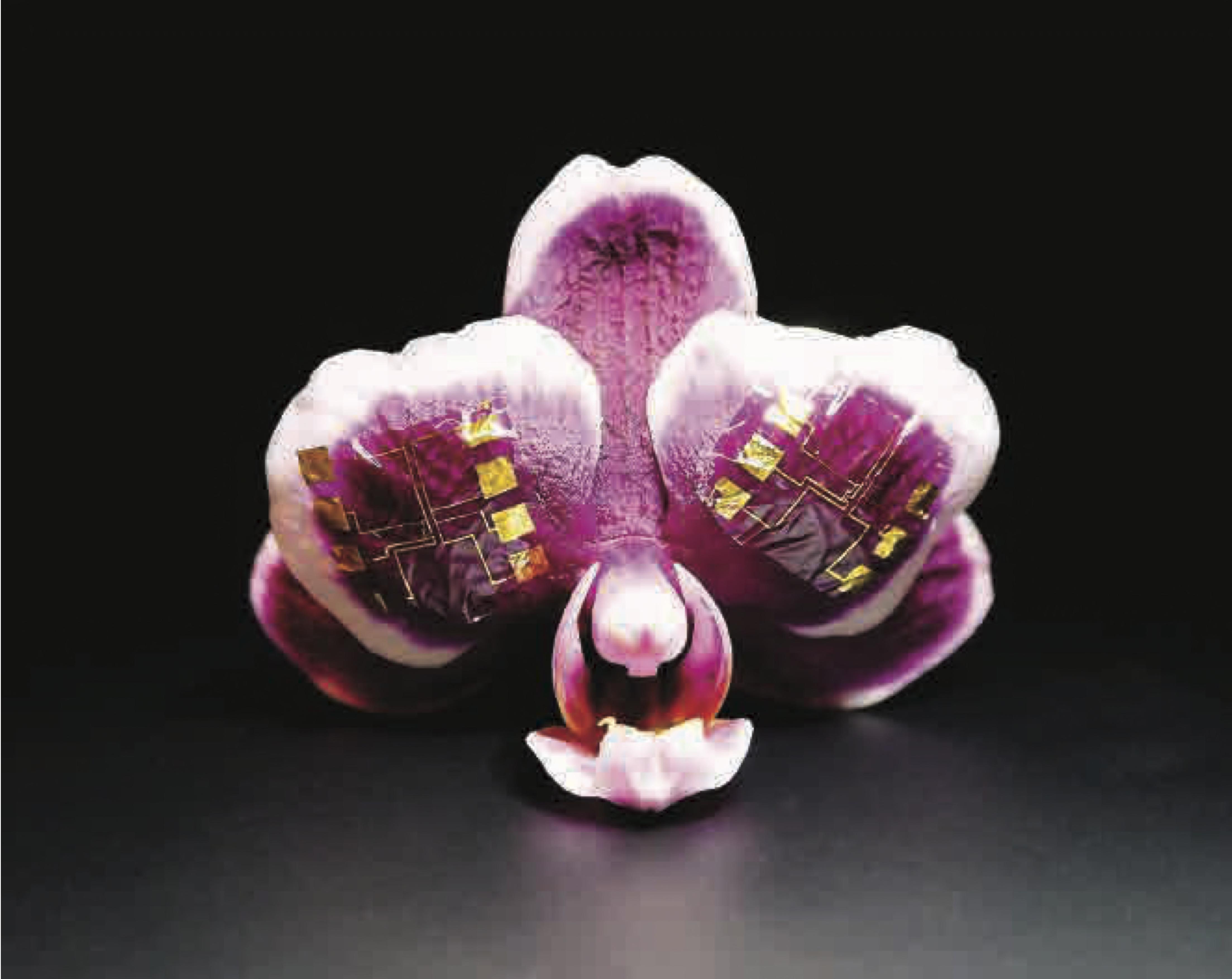 The NeuroGrid on a flower