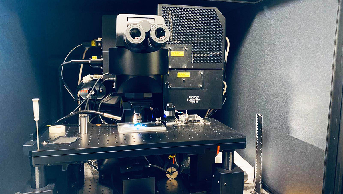 An advanced microscope developed by a former UCI postdoctoral researcher in the Laboratory for Fluorescence Dynamics can quickly and accurately assess the amount of scarring in damaged kidneys. An advanced microscope developed by a former UCI postdoctoral researcher in the Laboratory for Fluorescence Dynamics can quickly and accurately assess the amount of scarring in damaged kidneys.